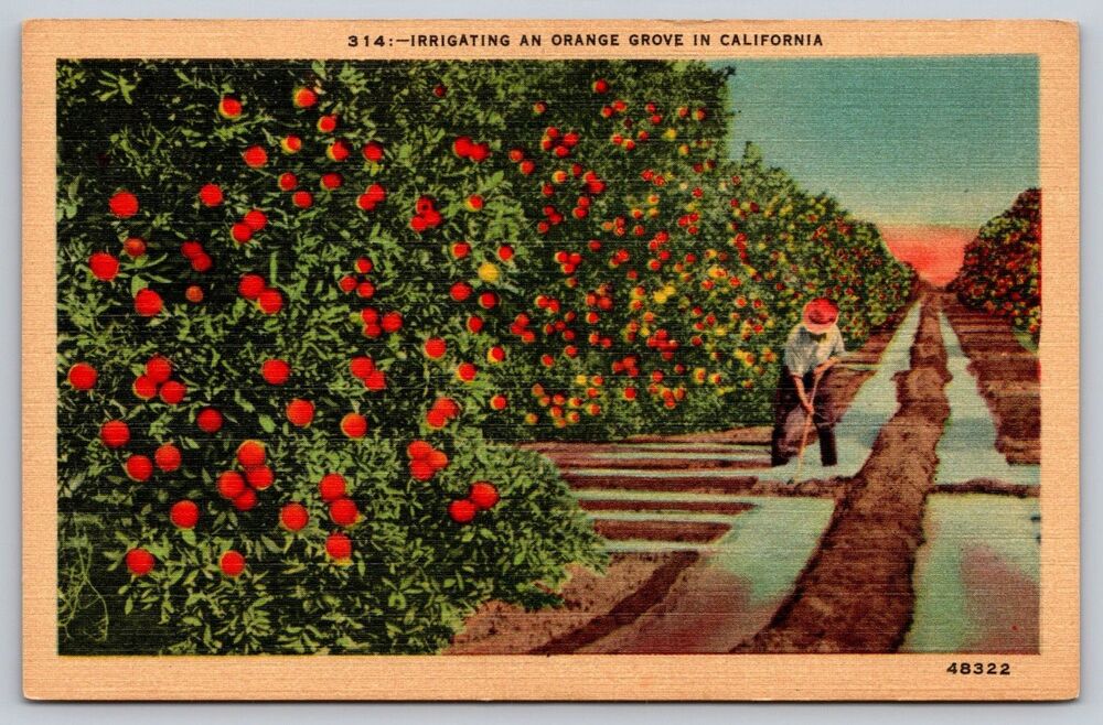 Vintage Linen Postcard Irrigating an Orange Grove in California 314 CA #48322